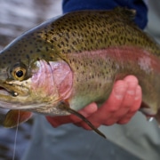 Cá Hồi Sam Sip Cá Hồi Sam Sip