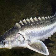 Cá Tầm Tươi Sống Cá Tầm Tươi Sống